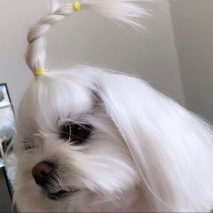 Meet your Posher, Logan